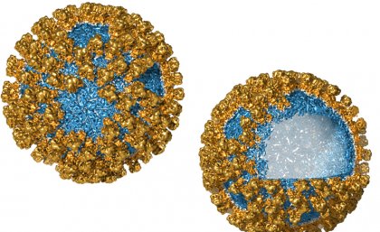 Virus-like nanoparticles are made from structural proteins. 